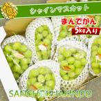 大粒シャインマスカット セット 約5kg