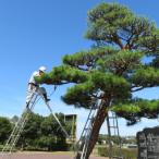 庭木の手入れ