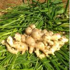 fu.... налог .. блок [ ограниченное количество культивирование период средний пестициды не использование ] добродетель . остров .. блок производство новая жизнь . имбирь примерно 4kg [ Fukuyama . futoshi ]