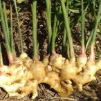 fu.... налог .. блок [ ограниченное количество культивирование период средний пестициды не использование ] добродетель . остров .. блок производство новая жизнь . имбирь примерно 8kg [ Fukuyama . futoshi ]