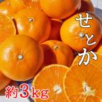 ショッピングせとか ふるさと納税 坂出市 柑橘の大トロと名高い【秀品】香川産せとか3kg詰め合わせ