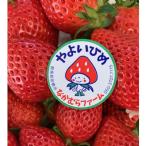 産やよいひめ 約800g< >