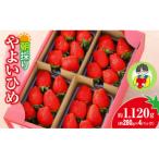 ふるさと納税 前橋市 やよいひめ かなり強い香り、味を皆様のもとへ 約280g×4パック