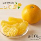 紀州和歌山産八朔 はっさく 約10kg