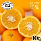 甘夏 10kg