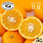 甘夏 5kg