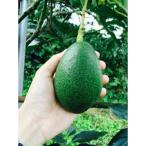 ふるさと納税 水俣市 【数量限定】アボカド 苗木 Bタイプ (台木:ベーコン種/接ぎ木苗:ベーコン種)1本 5号〜6号