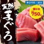 マグロ 三崎マグロ 鈴木水産 天然マグロ 中トロ3柵