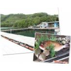 すみちゃんの釣り堀 伊勢志摩で釣り体験