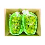 ショッピングふるさと納税 シャインマスカット ふるさと納税 高畠町 【先行予約】令和8年産シャインマスカット箱詰(2房)約1.2kg【令和8年9月より順次発送予定】