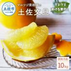石元農園の土佐文旦 約10kg