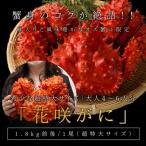 超大サイズ 花咲ガニ姿造り1.8キロ前後×1尾
