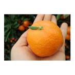 ふるさと納税 観音寺市 2026年度　瀬戸内　小みかん!　コロ丸(3S〜S)　約3kg