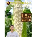 ふるさと納税 山辺町 【先行予約2026年産】ピュアホワイト1.8kg(6-8本)【白とうもろこし/ホワイトコーン】