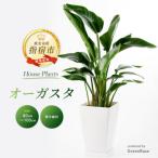 ふるさと納税 指宿市 【観葉植物】オーガスタ80cm〜100cm(025-1382)