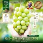 ショッピングふるさと納税 シャインマスカット ふるさと納税 里庄町 [ご家庭用] シャインマスカット 2房(合計1kg以上) 岡山県産 OEC KINGDOMぶどう家