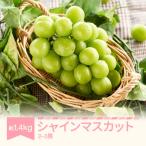 ふるさと納税 村山市 2025年産 シャインマスカット 約1.4kg(計2~3房)