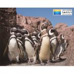 立水族博物館 うみがたり入館券 大人 18歳以上