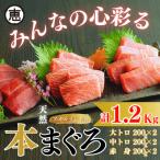 天然 目鉢まぐろ 1.2kg