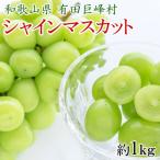 有田巨峰村の朝採りシャインマスカット約1kg
