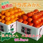 魅惑の小原紅早生 &amp; 完熟温州セット