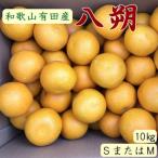 有田産の八朔約10kg