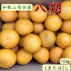 有田産の八朔約10kg Lまたは2Lサイズいずれかお届け