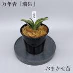 万年青 おもと 瑞泉
