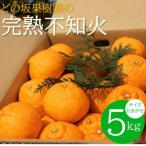 紀州有田産不知火 しらぬひ 約5kg