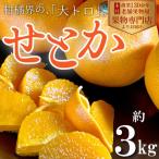 せとか 柑橘 果物