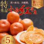 特秀品 真っ紅なお蜜柑 小原紅早生 約5kg