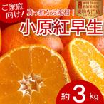 ご家庭向け 真っ紅なお蜜柑 小原紅早生 約3kg