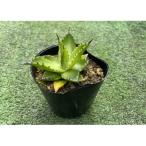 Agave chiapensis アガベ