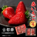 ふるさと納税 大和高田市 令和8年度　春いちご　古都華　約300g×4パック　合計約1200g