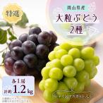 ショッピングふるさと納税 シャインマスカット ふるさと納税 新庄村 1062.【先行受付】特選大粒ぶどう2種セット(シャインマスカット入り)9月末〜12月末発送予定
