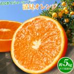 とにかくジューシー 清見オレンジ 約5kg