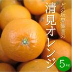 どの坂果樹園の清見オレンジ 5kg