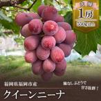 産クイーンニーナ550g1房 DQ02