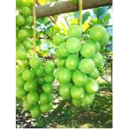 ふるさと納税 中野市 長野県中野市産ぶどう・シャインマスカット秀品4kg箱 6〜9房入り