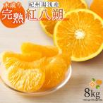 紀州湯浅産木成り完熟紅八朔8kg