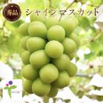 ふるさと納税 山梨県 【JAフルーツ山梨】山梨県産シャインマスカット 1房【秀品】