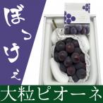 ぼっけえ大粒ニューピオーネ1房 800g以上