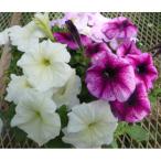 ふるさと納税 開成町 季節の花の寄せ植え