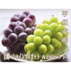 ショッピングふるさと納税 シャインマスカット ふるさと納税 甲州市 【2026年先行受付】大人気!巨峰・シャインマスカット食べ比べセット 各1房