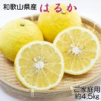 産はるかみかん約4.5kg サイズ混合
