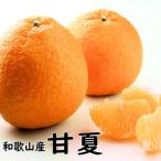 甘夏 あまなつ 約10kg