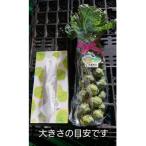 予定〉おうち de 収穫体験 株ごと芽キャベツ2株