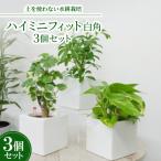 ふるさと納税 岡崎市 ハイミニフィット白角3個セット【オススメの観葉植物でお届け】