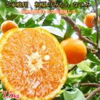 初夏のみかん なつみ 7.5kg
