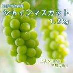 ショッピングふるさと納税 シャインマスカット ふるさと納税 高森町 【南信州高森産】シャインマスカット1.2kg<2026年9月中旬より発送>